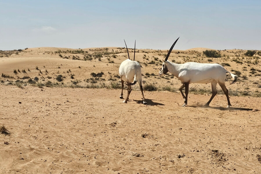 Unforgettable Dubai Desert Conservation Reserve Experiences